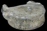 Fossil Whale Vertebra - Yorktown Formation #129569-1